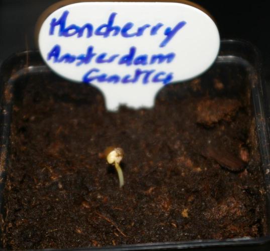 Moncherry Amsterdam genetics. Week 0