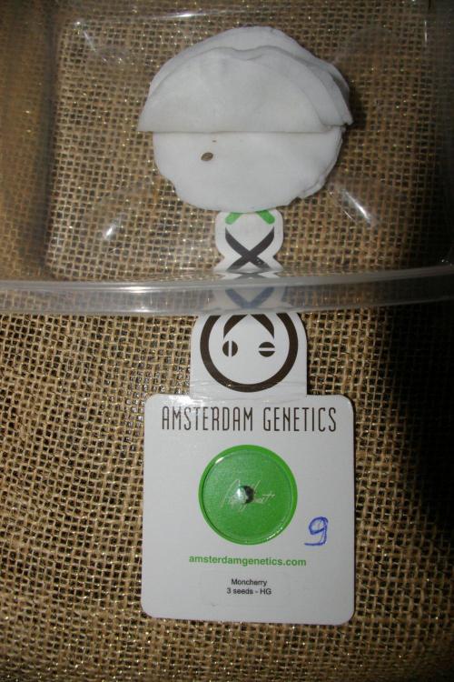 Moncherry Amsterdam genetics. Week 0