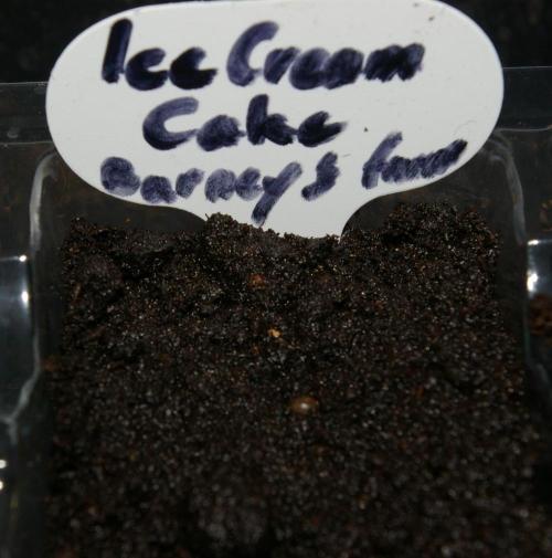 ice Cream Cake Barney 's Farm. Week 0