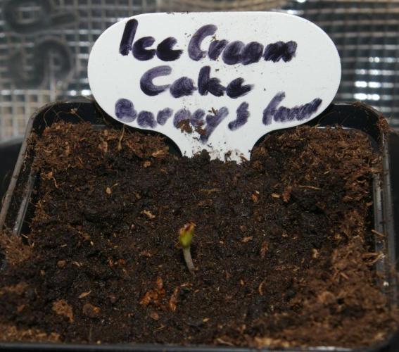 ice Cream Cake Barney 's Farm. Week 0