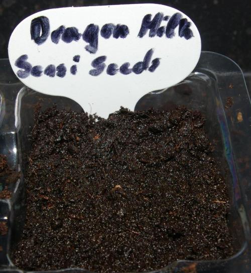 Dragon Milk Sensi Seeds. Week 0