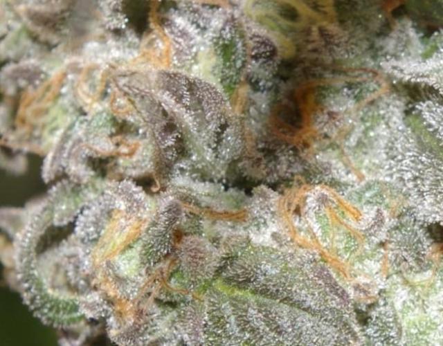 Sticky Berry Mints sensi seeds. Week 14