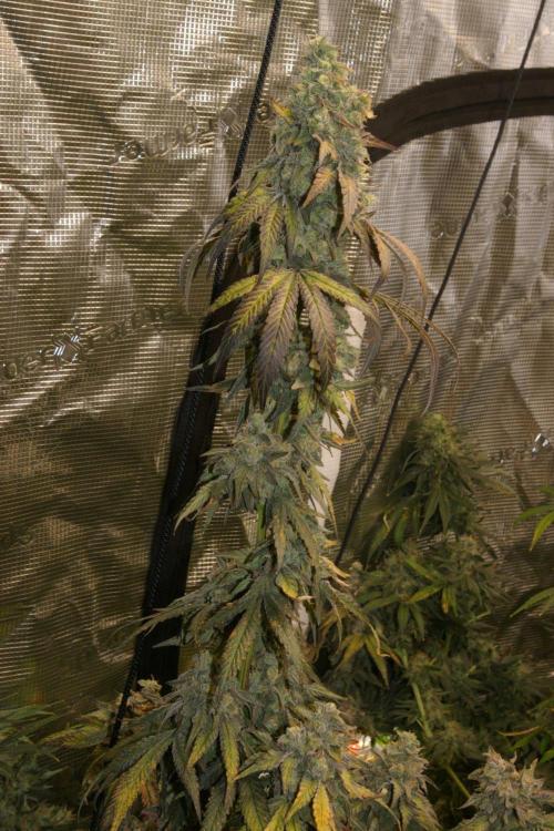 Sticky Berry Mints sensi seeds. Week 14