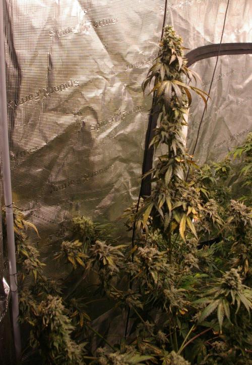 Sticky Berry Mints sensi seeds. Week 14