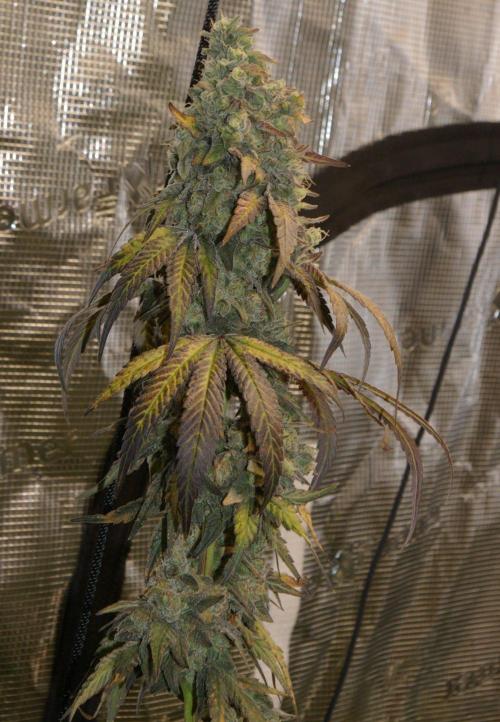 Sticky Berry Mints sensi seeds. Week 14