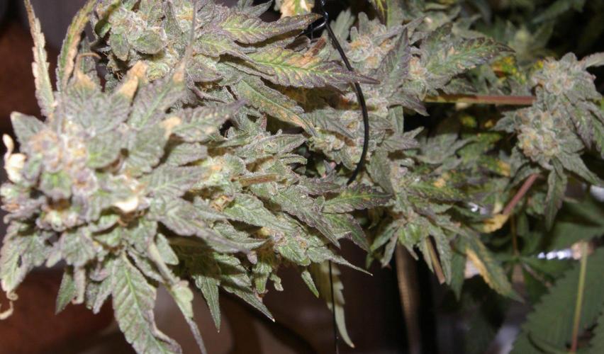 Sticky Berry Mints sensi seeds. Week 14