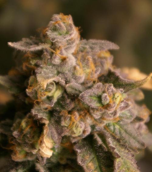 Sticky Berry Mints sensi seeds. Week 14