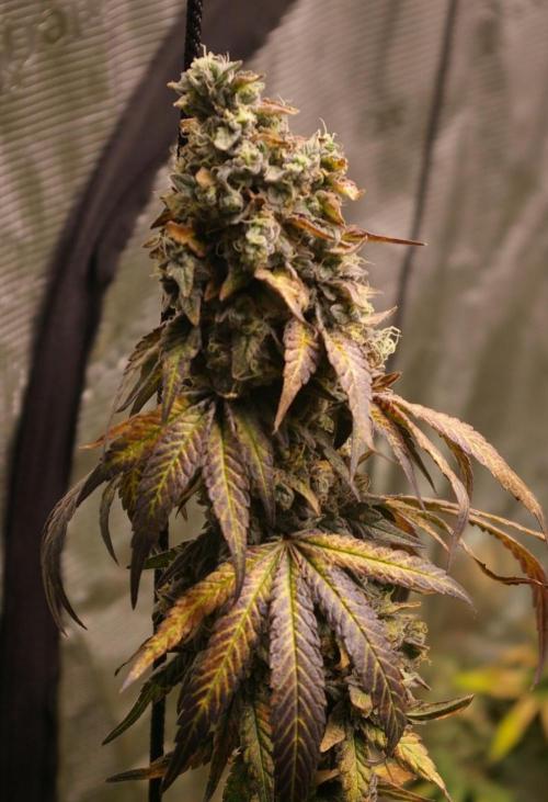Sticky Berry Mints sensi seeds. Week 14