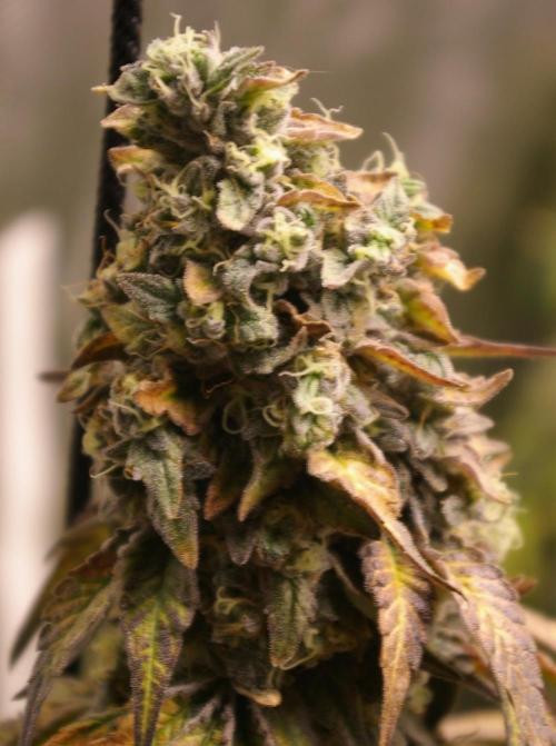 Sticky Berry Mints sensi seeds. Week 14