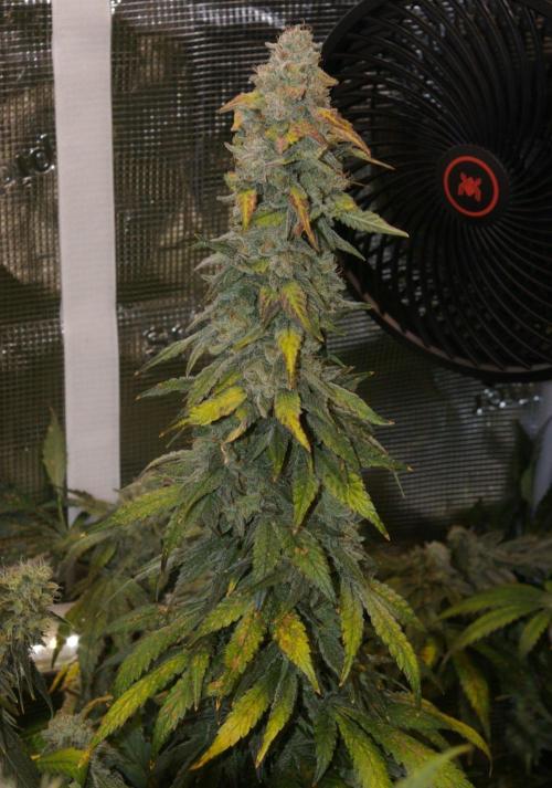 Jelly Cake Barney's Farm. Week 14