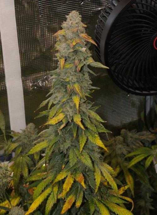 Jelly Cake Barney's Farm. Week 14