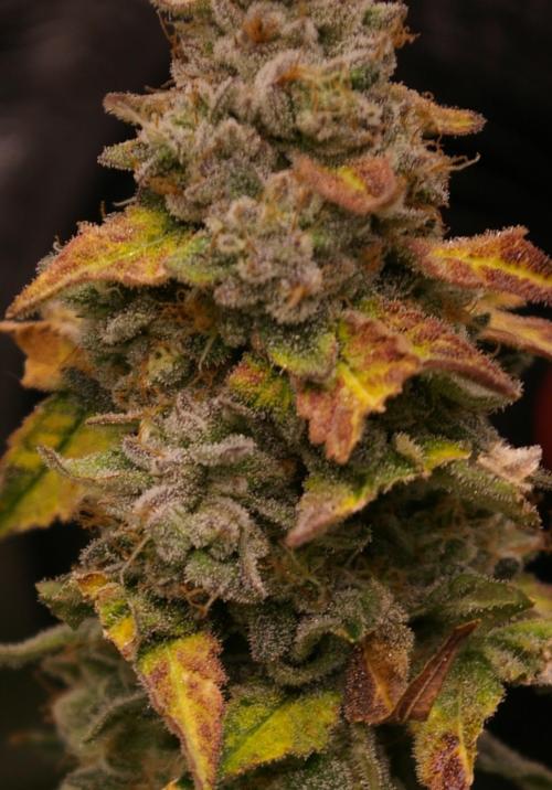 Jelly Cake Barney's Farm. Week 14