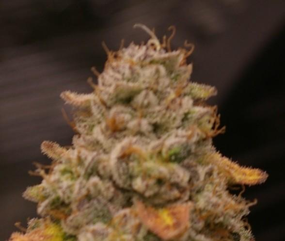 Jelly Cake Barney's Farm. Week 14