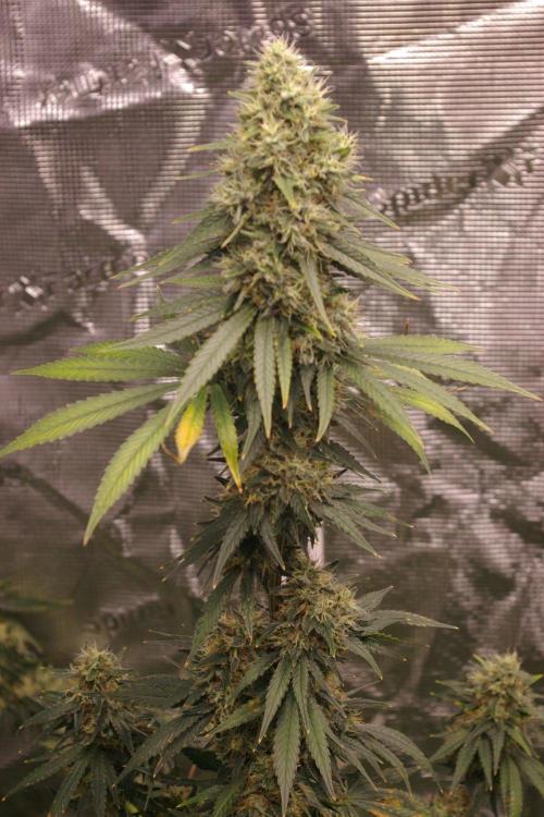 Dragon Milk Sensi Seeds. Week 14