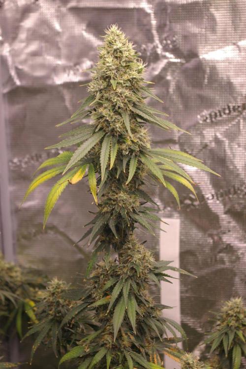 Dragon Milk Sensi Seeds. Week 14