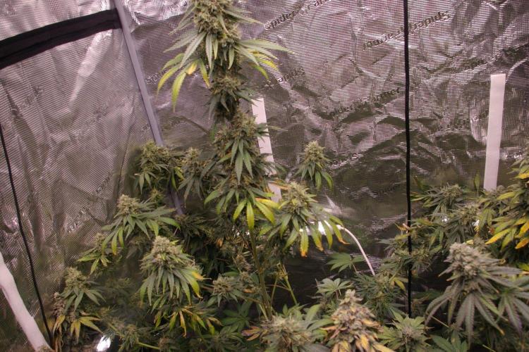 Dragon Milk Sensi Seeds. Week 14