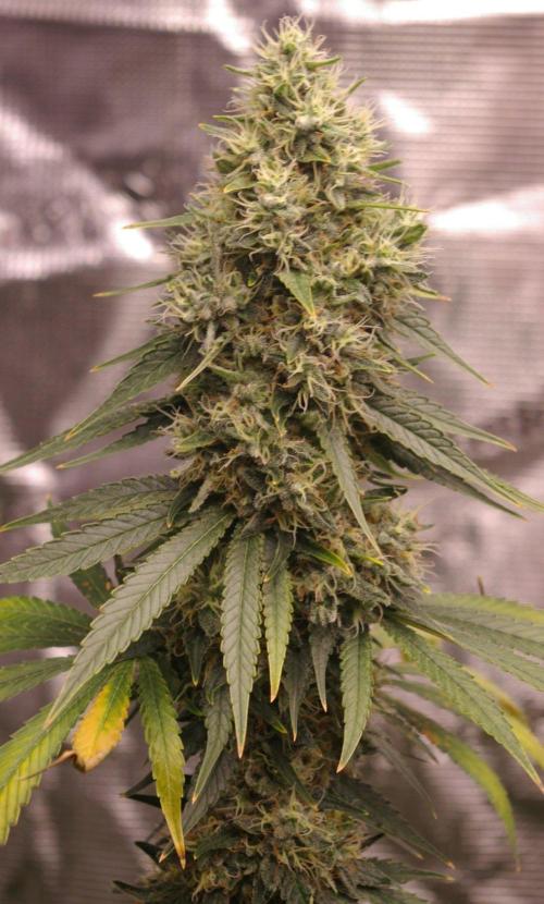 Dragon Milk Sensi Seeds. Week 14