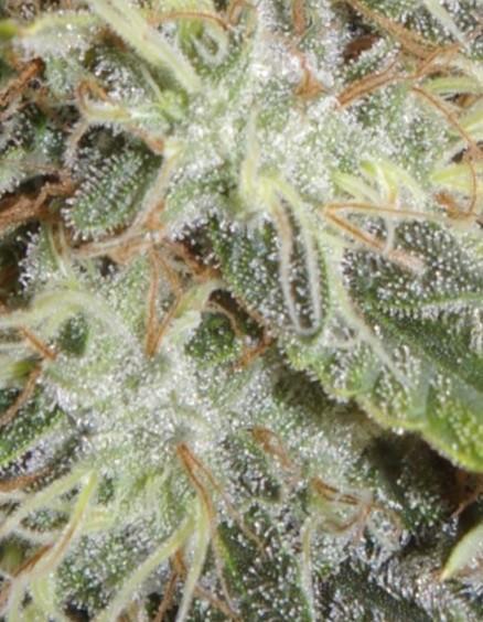 Dragon Milk Sensi Seeds. Week 14