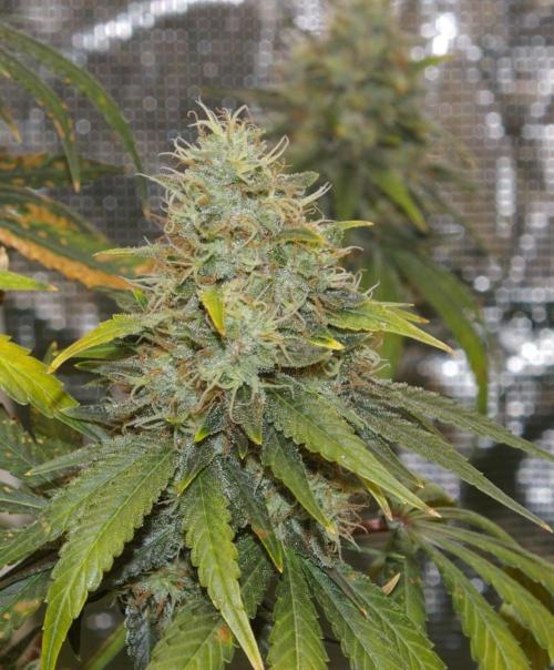 Dragon Milk Sensi Seeds. Week 14