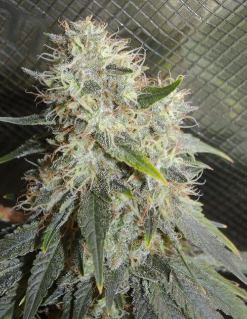 Dragon Milk Sensi Seeds. Week 14