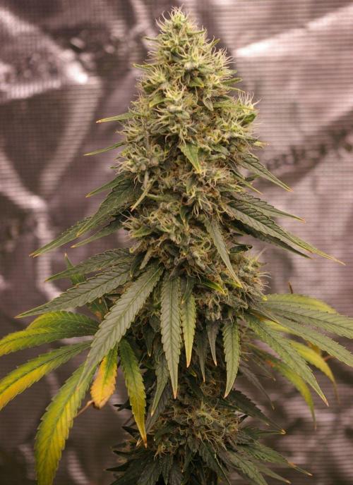 Dragon Milk Sensi Seeds. Week 14