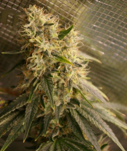 Dragon Milk Sensi Seeds. Week 14