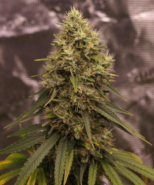 Dragon Milk Sensi Seeds. Week 14