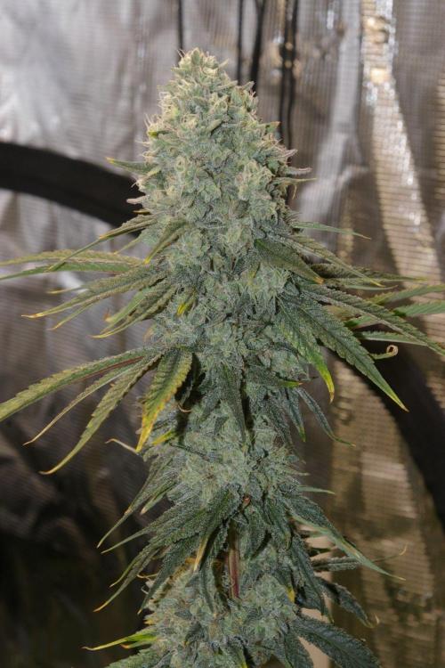 Black Lemon exotic Seed. Week 14