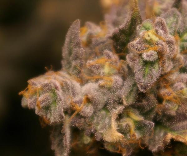 Sticky Berry Mints sensi seeds. Week 15