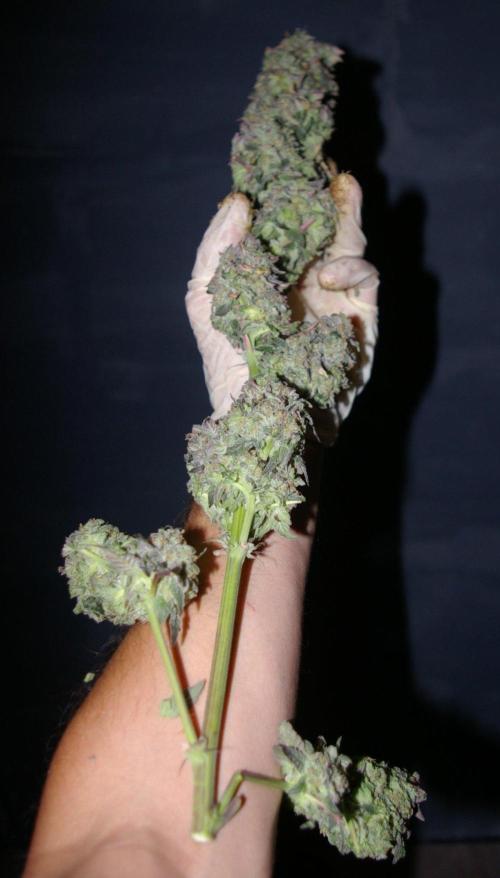 Sticky Berry Mints sensi seeds. Week 15
