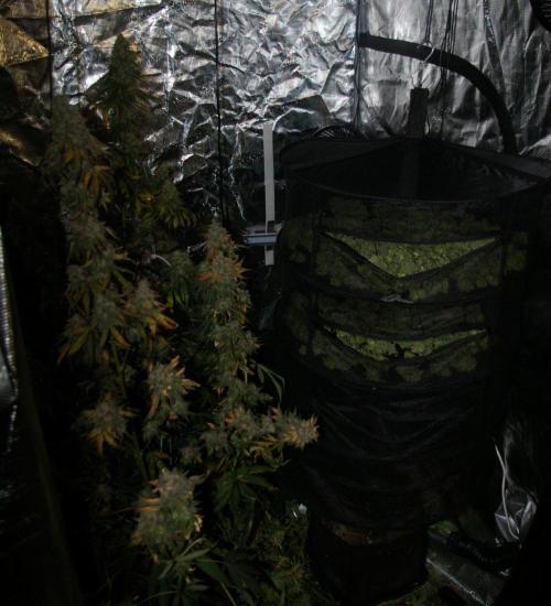 Sticky Berry Mints sensi seeds. Week 15