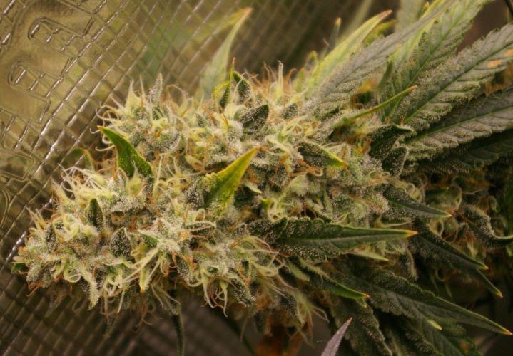 Dragon Milk Sensi Seeds. Week 15