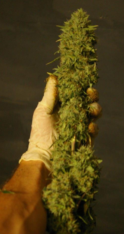 Dragon Milk Sensi Seeds. Week 15
