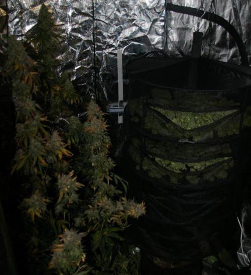 Dragon Milk Sensi Seeds. Week 15