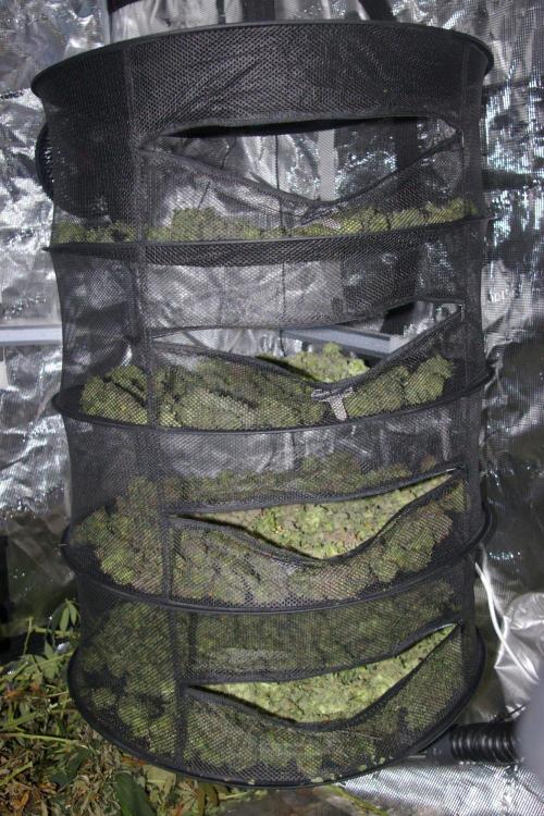 Dragon Milk Sensi Seeds. Week 15