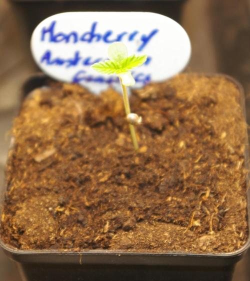 Moncherry Amsterdam genetics. Week 1
