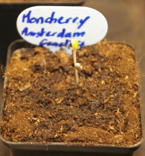 Moncherry Amsterdam genetics. Week 1