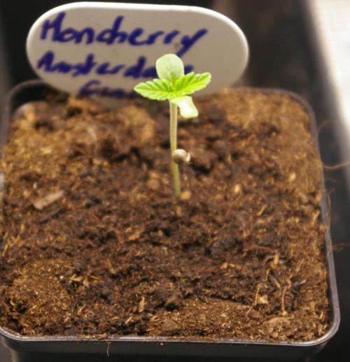 Moncherry Amsterdam genetics. Week 1