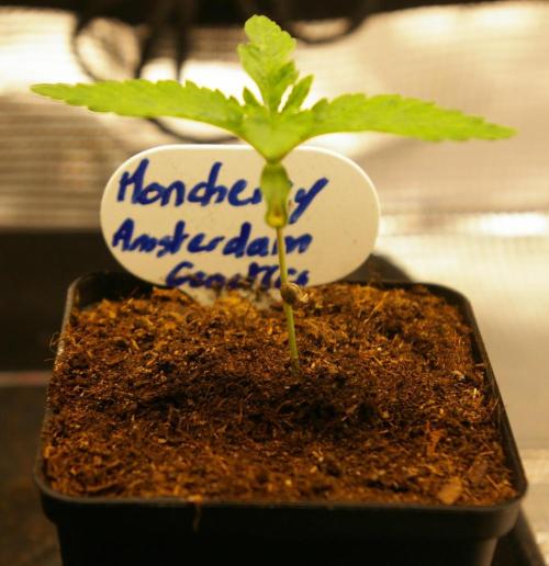 Moncherry Amsterdam genetics. Week 1
