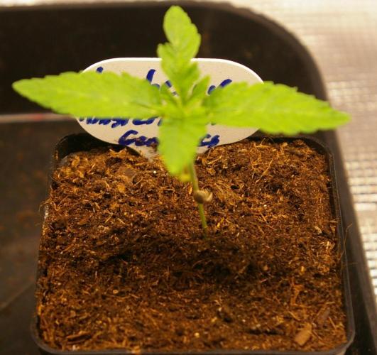 Moncherry Amsterdam genetics. Week 1