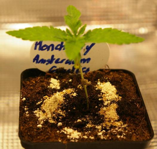 Moncherry Amsterdam genetics. Week 1