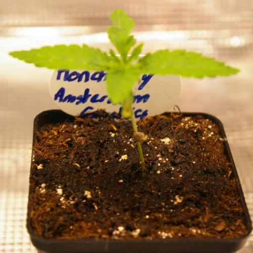 Moncherry Amsterdam genetics. Week 1