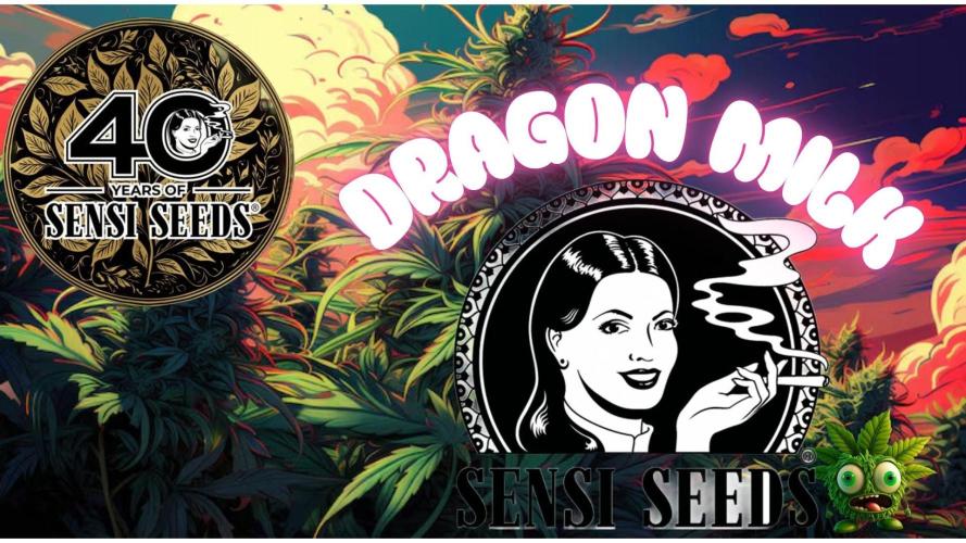 Dragon Milk Sensi Seeds. Week 1
