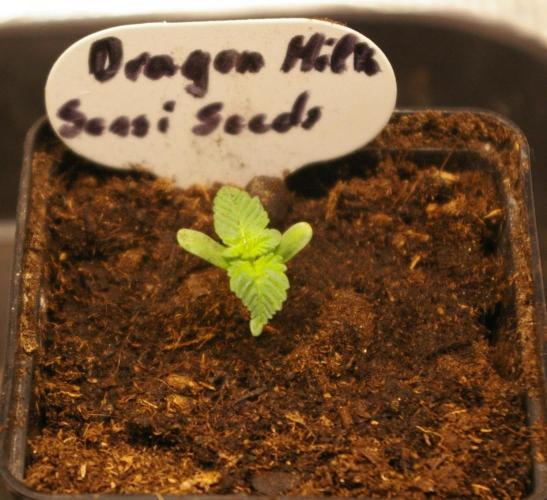 Dragon Milk Sensi Seeds. Week 1