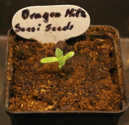 Dragon Milk Sensi Seeds. Week 1