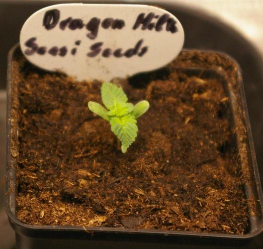 Dragon Milk Sensi Seeds. Week 1