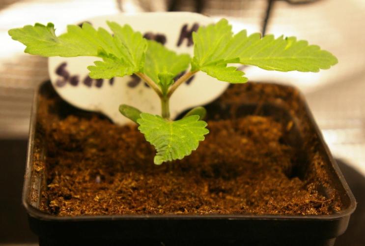 Dragon Milk Sensi Seeds. Week 1