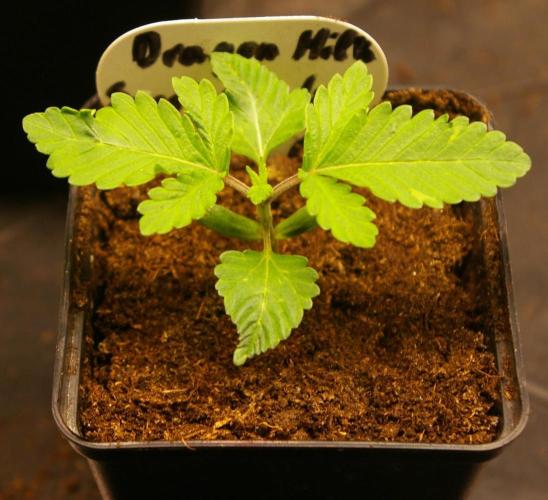Dragon Milk Sensi Seeds. Week 1
