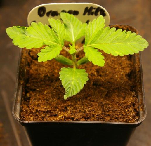 Dragon Milk Sensi Seeds. Week 1