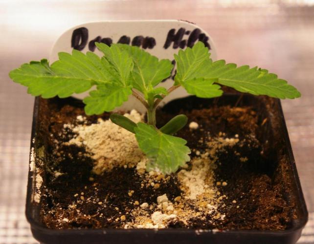 Dragon Milk Sensi Seeds. Week 1